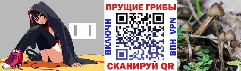 МЕГА ссылки  Белгород  Псилоцибиновые грибы Psilocybe 